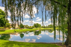 Pond with weeping willow next to it